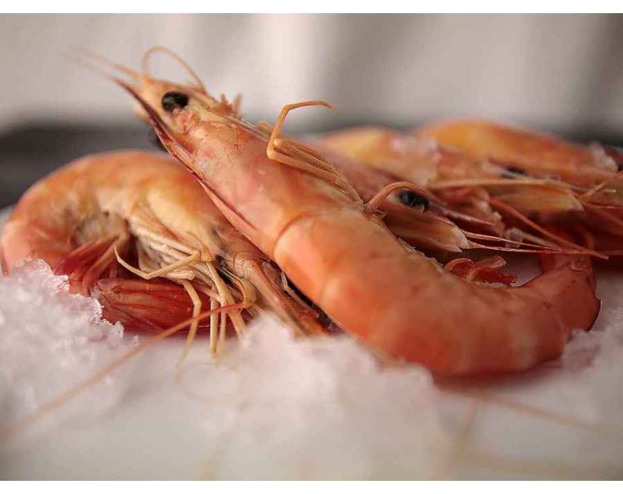Langostino Mediano