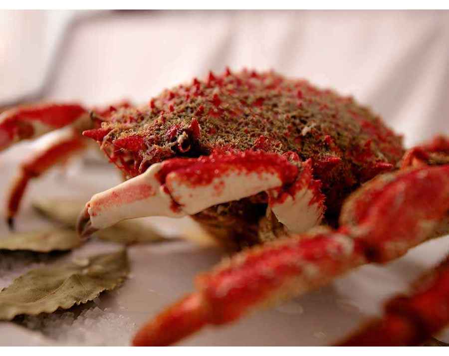 Araignée de mer