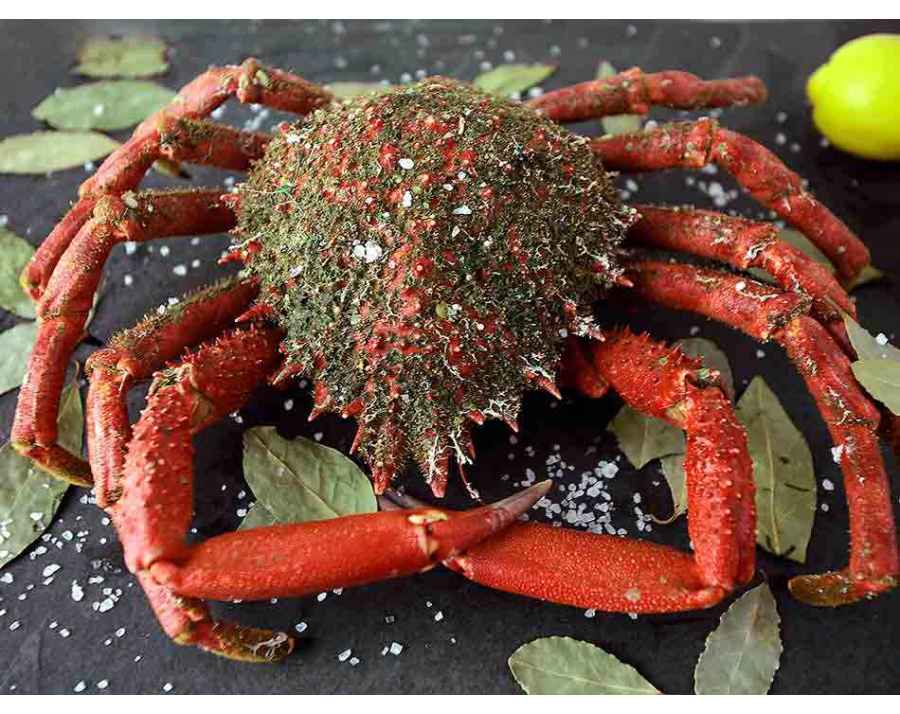 Araignée de mer de Galice
