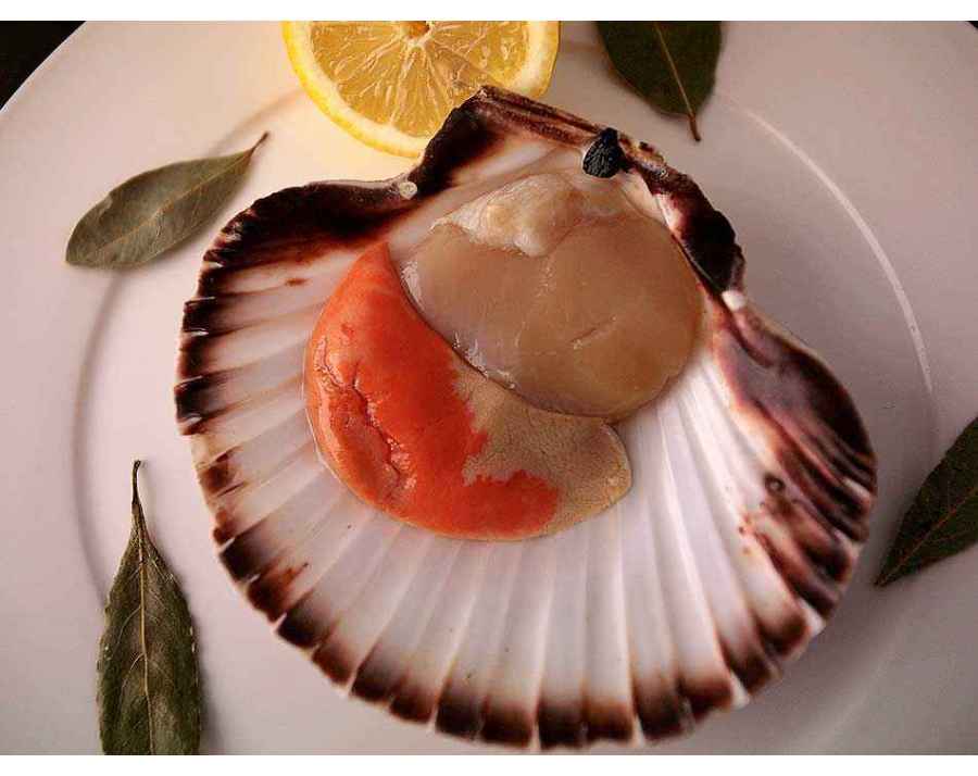 Coquilles Saint-Jacques