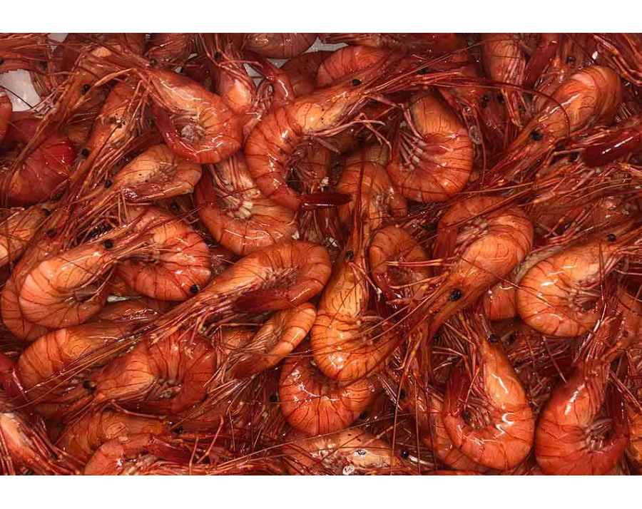 Crevettes de Galice