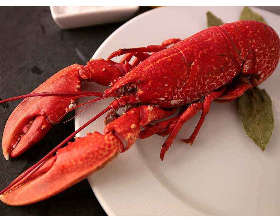 Homard Bleu de Galice