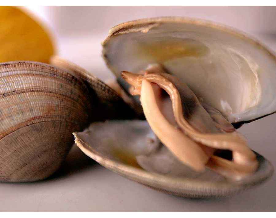 Palourdes Fines D Espagne Acheter Des Fruits De Mer A Domicile