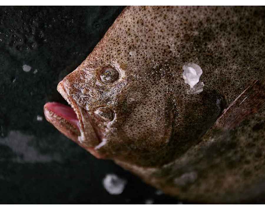 Turbot Sauvage de Galice
