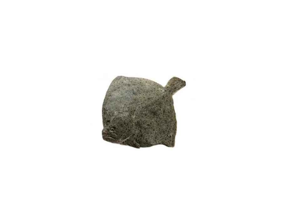 Rodaballo